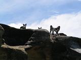 Sculpture Bondi 2010