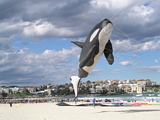 Bondi Kites 2011