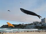 Bondi Kites 2012