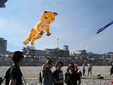 Bondi Kites 2012