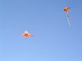 Bondi Kites 2012