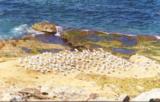 Seagulls at South Bondi 2000