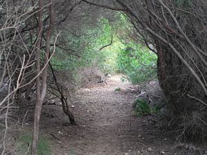 Watsons Bay Park, Sydney, old tram route near The Gap