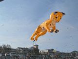 Bondi Kites 2012